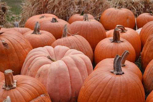 plant bunch of orange squash pumpkin