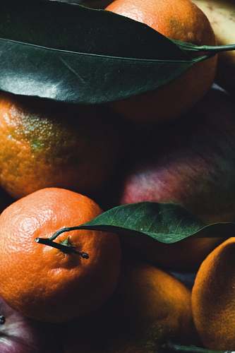 plant bunch of oranges citrus fruit