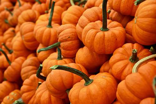 pumpkin bunch of pumpkin squash