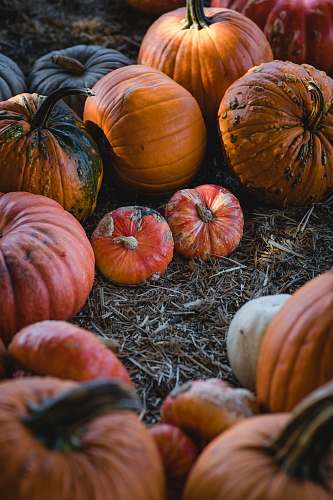 plant bunch of pumpkins and squash on grass pumpkin