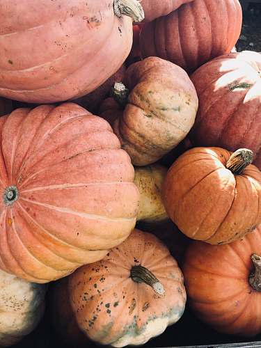 plant bunch of pumpkins pumpkin