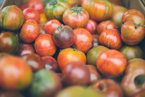 fruit bunch of tomatoes produce