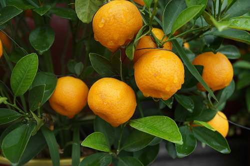 fruit bunch of yellow lemons citrus fruit