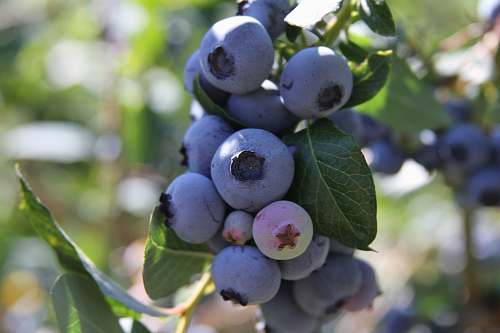 fruit close-up photo of purple fruits blueberry