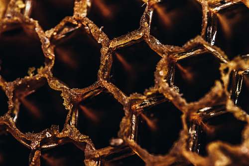 honeycomb close-up photography of bee hive honey