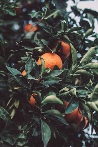 fruit close up photography of orange fruit citrus fruit