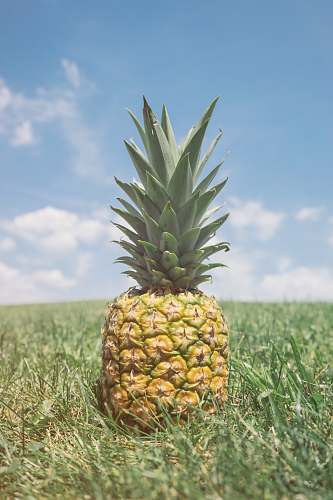 fruit close up photography of pineapple fruit pineapple