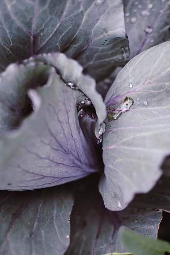 plant close-up photography of plant cabbage