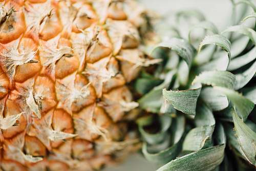fruit closeup photo of pineapple pineapple