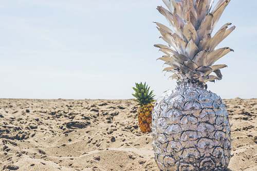 fruit closeup photo of pineapple on shore pineapple