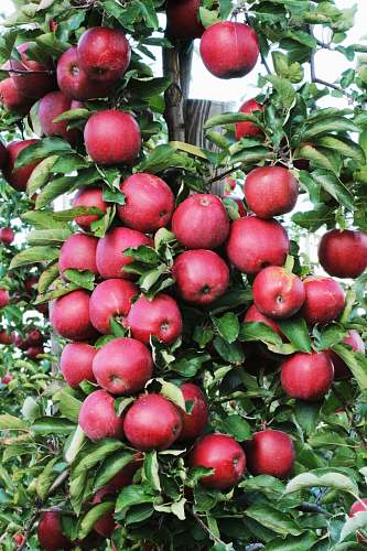 fruit closeup photo of red apple fruits apple