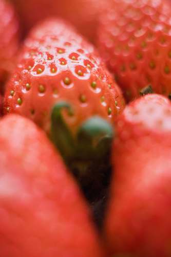 fruit closeup photo of strawberry plant