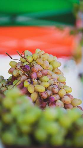 fruit cluster of grapes grapes