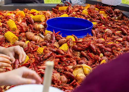 animal crabs and corns sea life