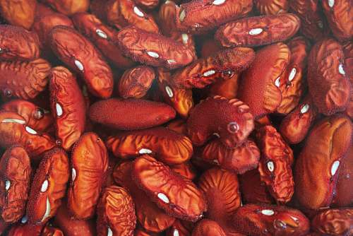 bean dried brown seeds human