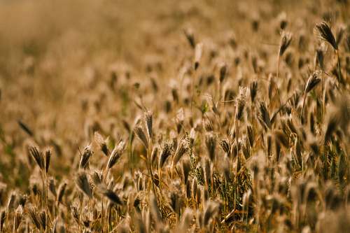 plant dried grass produce