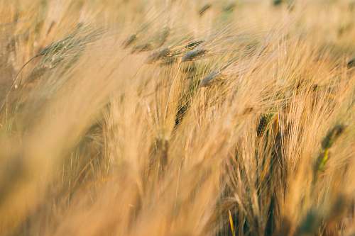 flora field of wheat vegetable