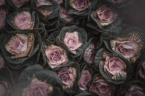 plant flower bouquet cabbage