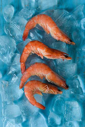 shrimp four shrimps on top of ice seafood