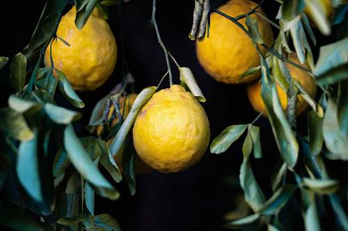 fruit four yellow lemons plant