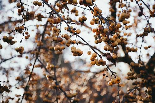 plant gooseberry tree produce