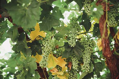 fruit grape fruit plant