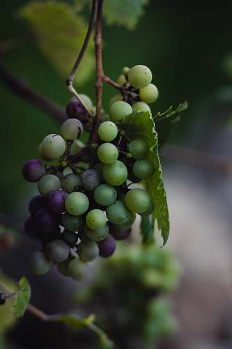 fruit green and purple grape fruit grapes