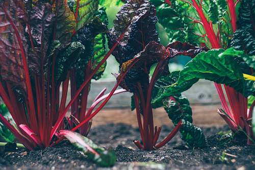 vegetable green and red plant garden