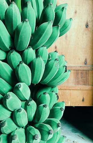 fruit green banana plant