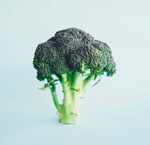 broccoli green broccoli vegetable