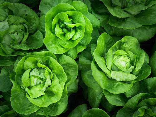 vegetable green cabbage lot green