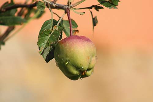 fruit green fruit apple