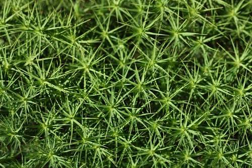 plant green grass seasoning