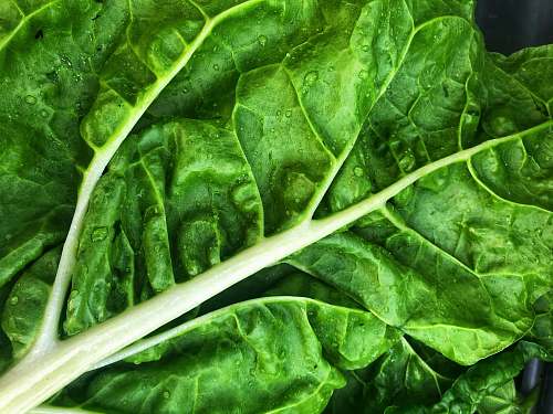 plant green leaf spinach