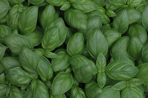 plant green leaf plants green