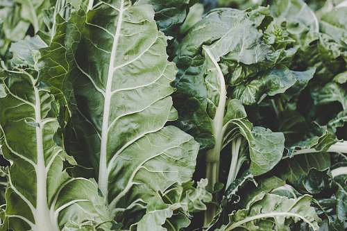 vegetable green leaf vegetable plant