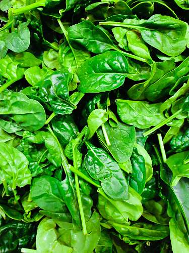 spinach green leafed plant vegetable