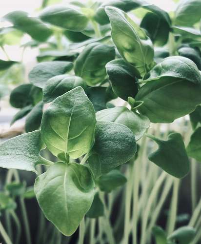 plant green-leafed plants spinach