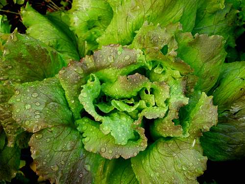 vegetable green-leafed plants lettuce