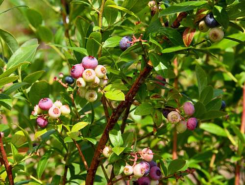blueberry green plant close-up photography fruit