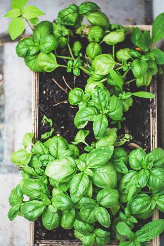 vegetable green plant on brown pot spinach