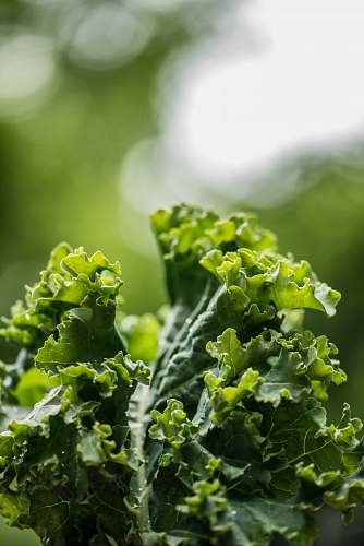 plant green plant on selective focus photography kale