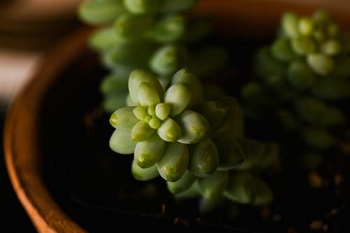 fruit green succulent plant grapes