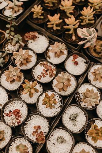 cake green succulents cupcake