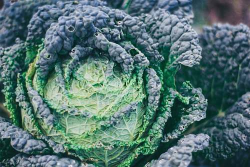 vegetable green vegetable kale