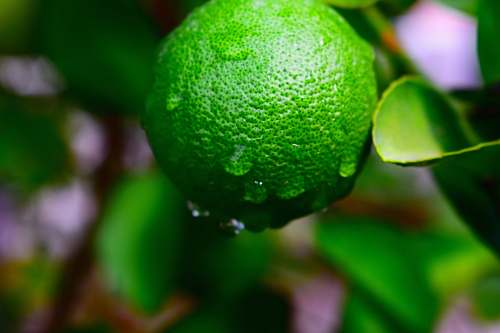 fruit lime citrus fruit