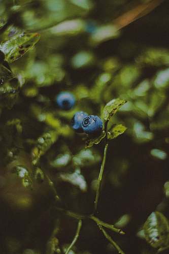 fruit macro photography of blueberry fruits blueberry