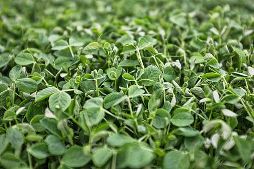 plant macro photography of green plants spinach