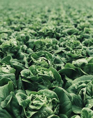 vegetable macro photography of green plants flora