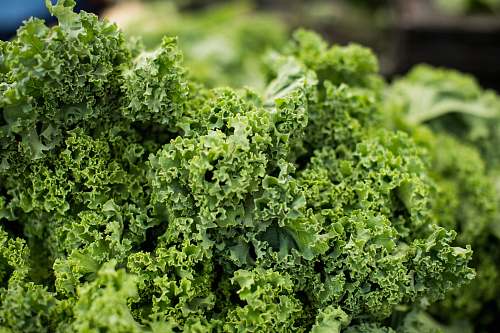 vegetable macro shot photography of lettuce kale
